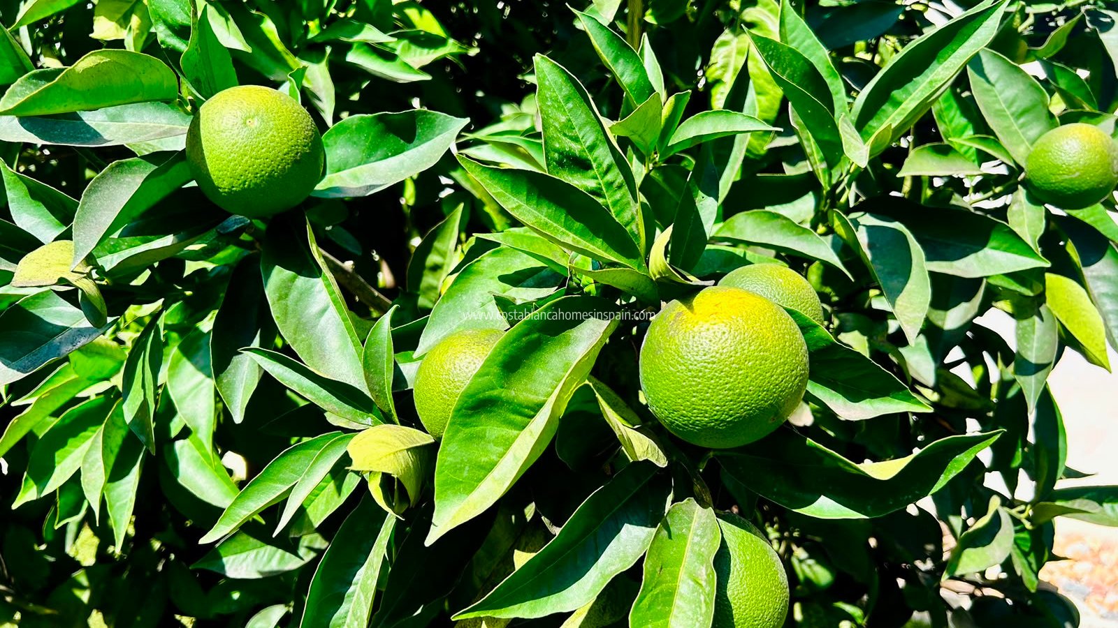 Használt - Detached Villa - Torrevieja - Urbanización San Luis