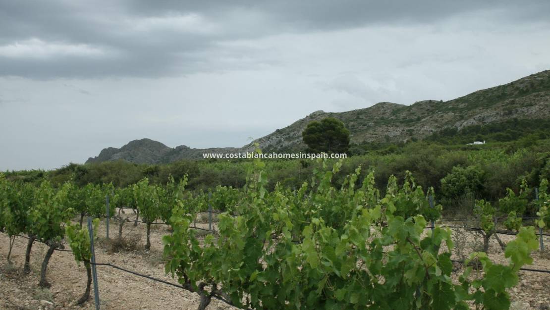 Nouvelle construction -  - Yecla