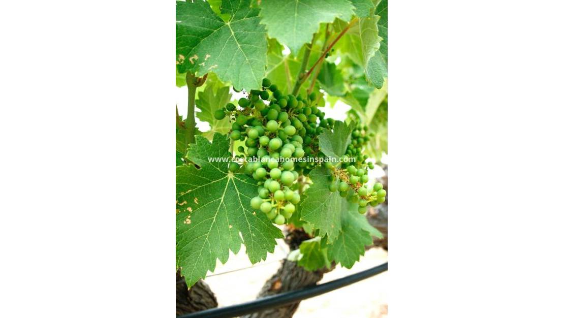 Nouvelle construction -  - Yecla