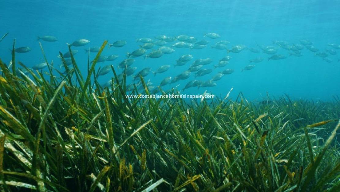 Nybygg -  - Benissa - Racó Del Galeno