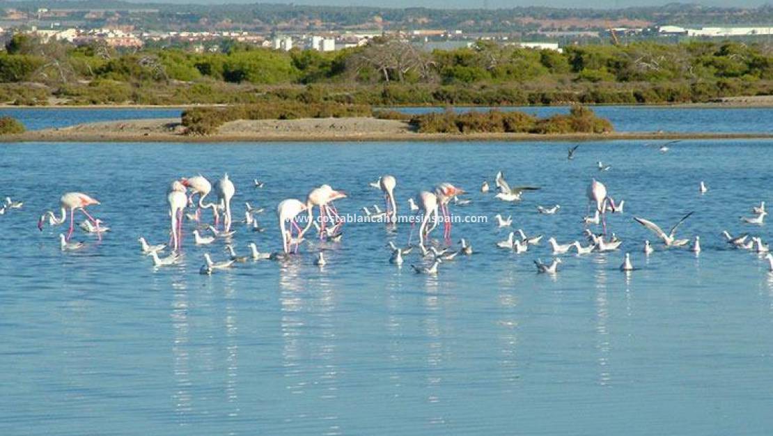 Nybygg - Bungalow - San Pedro del Pinatar - Las esperanzas