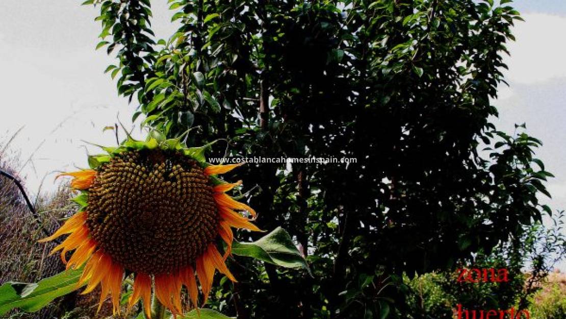 Re-salg - Finca - Gea y Truyols - Costa Calida