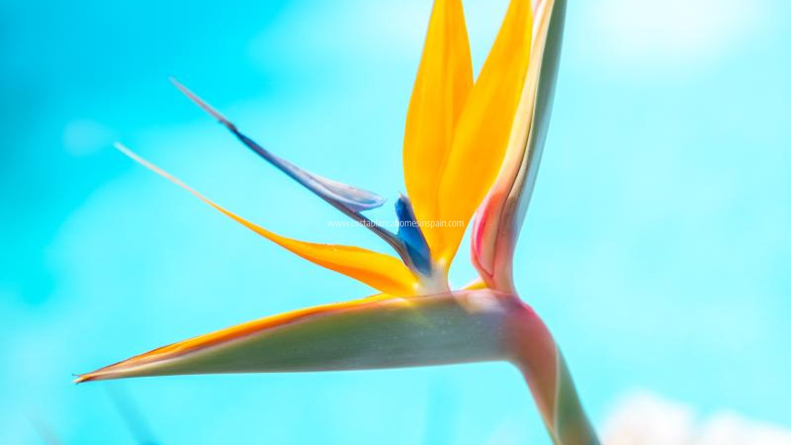 Resale - Apartment - Pilar de La Horadada - Pilar de la Horadada