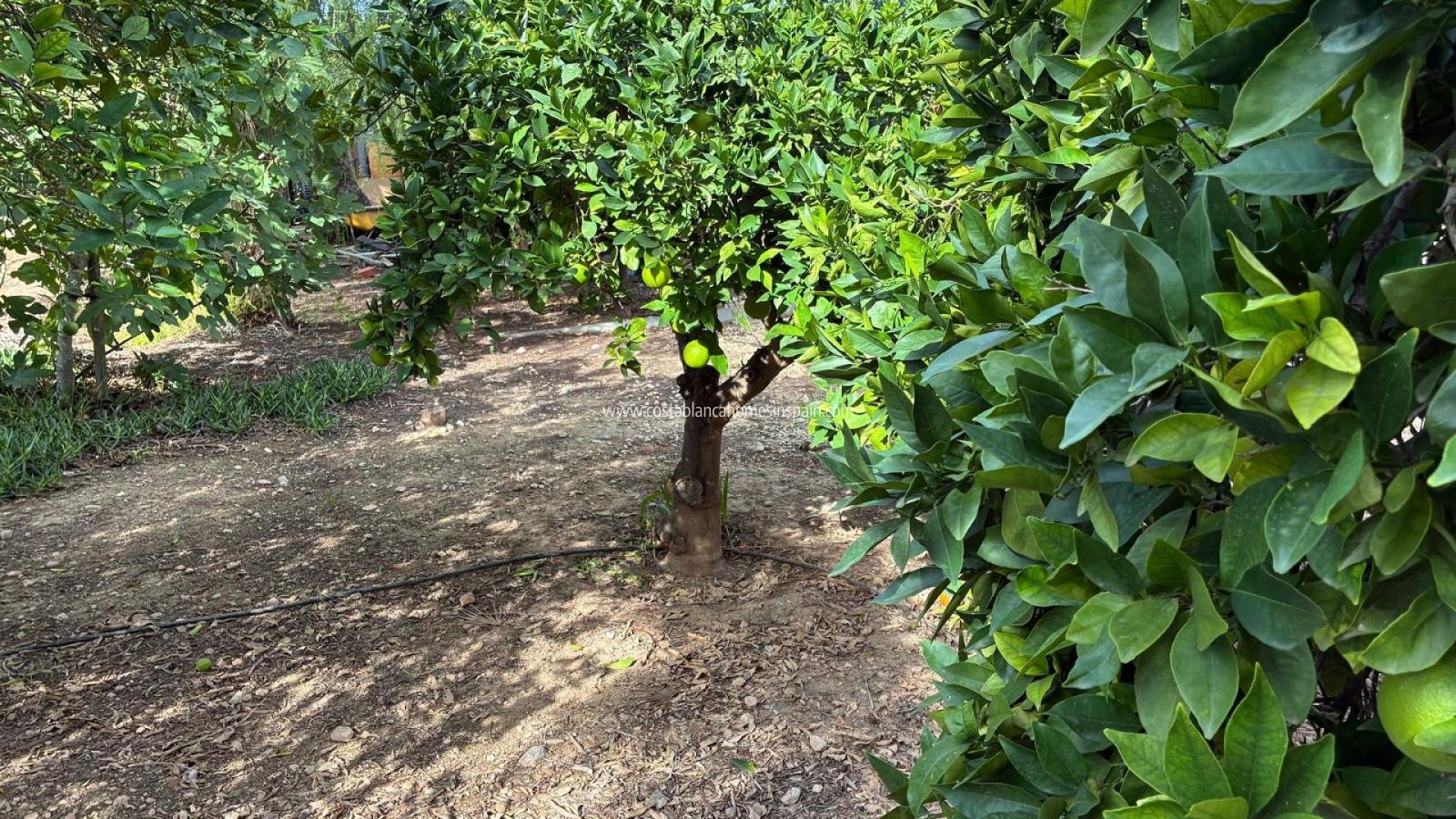 Resale - Detached Villa - Crevillente