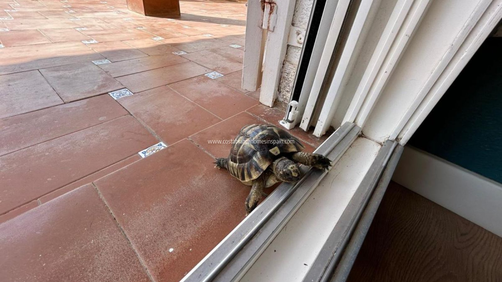 Resale - Detached Villa - San Miguel de Salinas