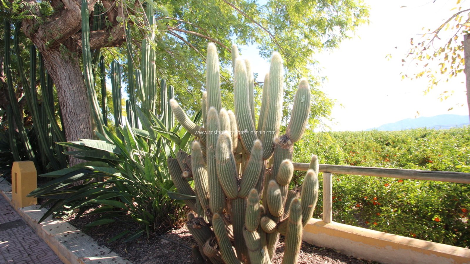 Resale - Finca - MURCIA REGION - Costa Blanca Sur