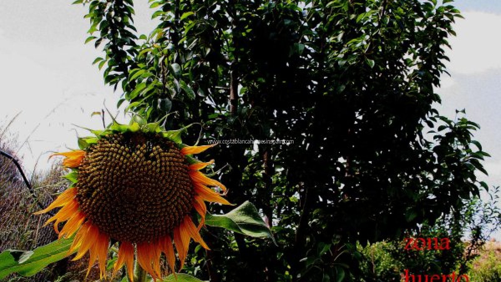 Sale - Finca - Gea y Truyols - Costa Calida