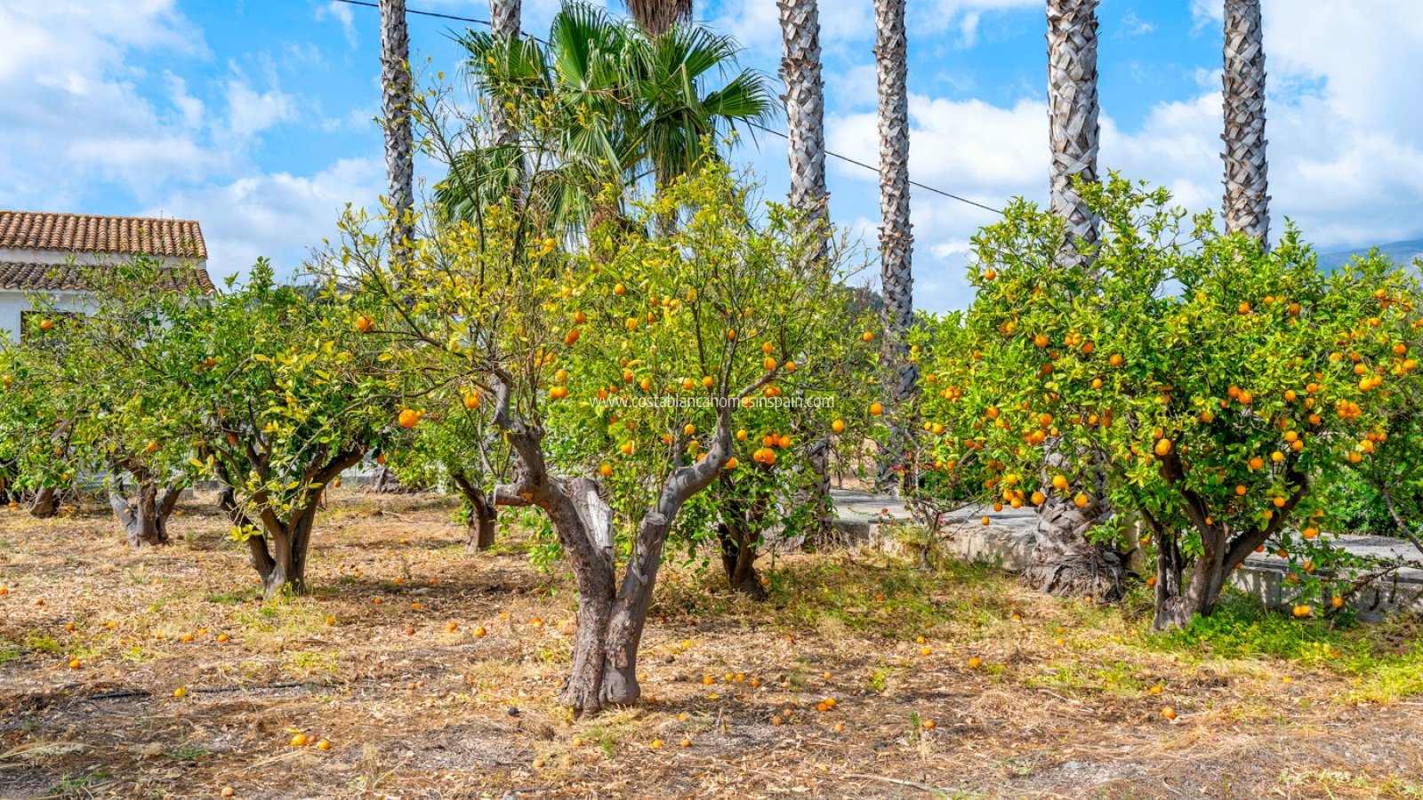 Sale - Finca - La Nucia - La nucia