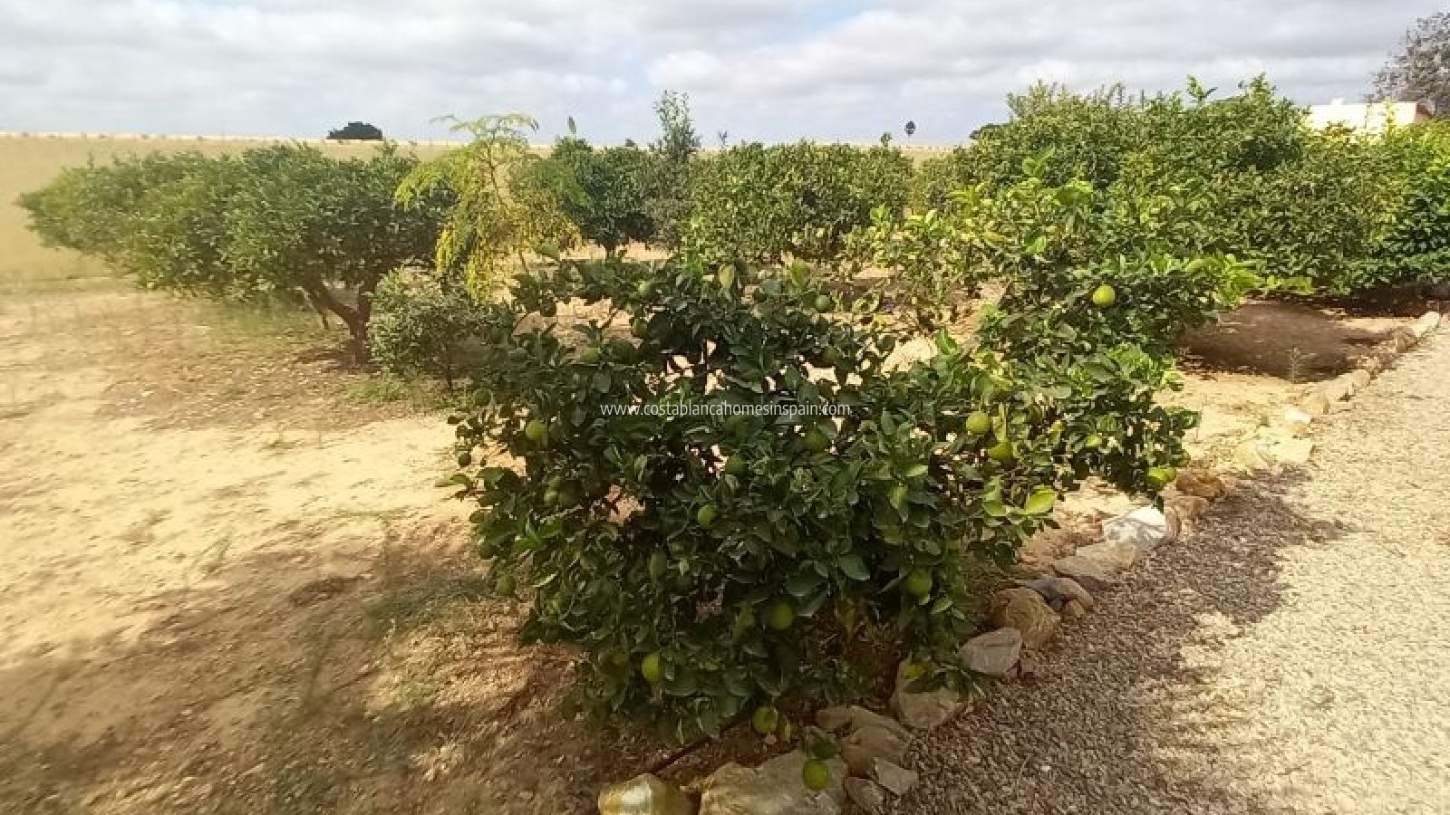 Venta - Finca - San Javier